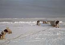 Seal hunting by the ice edge [between 18 April-3 May 1962]