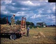 Harvesting oats on the Ed. Euie farm near Collingwood. On racks is Ed Euie, pitching sheaves is Jack Bell. [Récoltant de l'avoine sur la ferme Ed. Euie près de Collingwood, Ontario.] 1949.