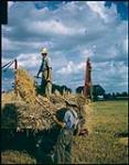 Harvesting oats on the Ed. Euie farm near Collingwood. On racks is Ed Euie, pitching sheaves is Jack Bell. 1949.