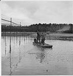 Jack Miner, bernaches du Canada; deux hommes et un enfant dans un bateau April 1941