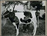 A young male farmer grooms his calf for the filming of NFB film Early Start - Kemptvillle Nova Scotia October 1944