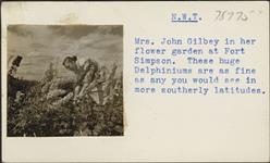 [Mrs. Judy Gilbey tending to her flower garden] August 1956