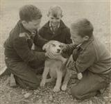 [Three young boys petting a puppy on the way to school] 1953