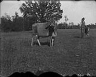 Burgess (Cow) Sept. 1892