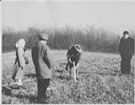 Man hammering post into the grass in a field as two men and one woman look on n.d.