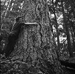 Anna Brown étreignant un arbre, Garibaldi, Colombie-Britannique 21-25 août 1954.