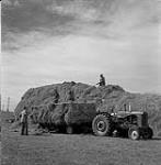 Making Hay Stack on the [Siksika Nation Reservation] near Gleichen, Alberta, [1957] 1957.