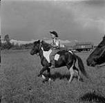 Young cowboy riding a horse during the Swan River round-up, Manitoba 30 juin 1956.