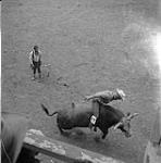 Cow-boy numéro 7 chevauchant un taureau, stampede, Colombie-Britannique [ca.1954-1963]