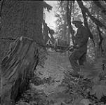 Bûcheron abattant un arbre, Kitimat, Colombie-Britannique 16 juin 1956.