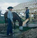 Cowboy feeding a horse from a bucket at Swan River round-up, Manitoba 30 juin 1956.