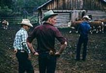 Trois cowboys au marquage au fer de High River. Vaches à l'arrière-plan 1959