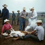 Une cowgirl habillée en blanc, fille de l'exploitant du ranch, marque un veau au fer. Marquage au fer de High River, Longview 1959