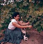 Female grape grower trims her plants. Kelowna 1954