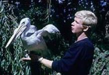 Tim Carr holding a pink pelican. Channel Island Zoo. Jersey [ca 1953-1964]