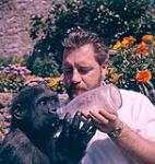 Gerald Durrell tenant une bouteille près de la bouche d'un gorille. Channel Island Zoo. Jersey [ca 1953-1964]
