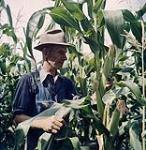 A farmer in the foreground examining the stocks and looking at some ears of corn on some very high plants. Ontario. 1957