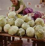 A vendor arranging cabbages on a market stand. Ottawa, Ont. 1961