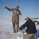 Ice fishing on Lake Manitoba. Fishermen catch pickerel or wall-eye through the ice. Lake Manitoba, Manitoba [Deux hommes retirant des brochets et des dorès d'un filet de pêche de la glace sur le lac Manitoba.] 1961