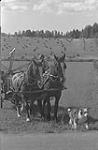 Gaspé 1951, (G) man driving horse drawn hay baler  1951