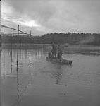 Jack Miner, Cdn. Geese, three individuals in a row boat [entre 1939-1951].
