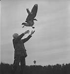 Jack Miner, Cdn. Geese, Jack Miner releasing a goose [entre 1939-1951].