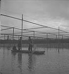 Jack Miner, bernaches, trois personnes dans une barque [entre 1939-1951].