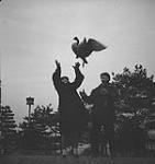 Jack Miner, Cdn. Geese, Jack Miner and an unidentified man releasing a goose [between 1939-1951].