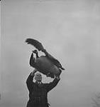 Jack Miner, Cdn. Geese, Jack Miner releasing a goose [between 1939-1951].