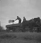 Jack Miner, bernaches, hommes pelletant du grain hors d'un wagon [entre 1939-1951].