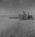 Saskatoon et blé, deux hommes récoltant le blé [entre 1939-1951].