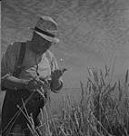 Saskatoon et blé, fermier regardant sa récolte de blé [between 1939-1951].