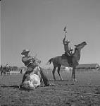 Stampede Calgary, Alberta. Unidentified Cowboy Competing in Cattle Roping 1940