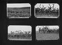 [Troupeaux de rennes dans une aire d'été et dans un corral, probablement à la Baie Kidluit, île Richards, T.N.-O.] [June 1941-September 1941].