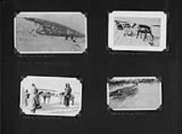 [Troupeau de rennes, rassembleurs de rennes et rennes attelés à des traîneaux, possiblement à proximité de Tuktoyaktuk, T.N.-O.] [1941, 1942].