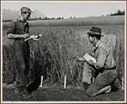 Percy Cordery (Left) and David Owen, fourth-year students at the University of Alberta, make notes on the growth of the grains at the Sub-station 1949.