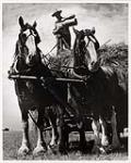 [Farmer with horses and wagon] 1948.