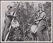 Cueillette de pommes dans le verger de 180 acres de W. B. Burgess, à Kinsman Corner (Nouvelle-Écosse), Canada [entre 1930-1960]