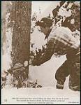 Bûcheron faisant une encoche dans un arbre avec une hache, tiré d'une publication de l'Office national du film du Canada « Logging in Canada » n.d.