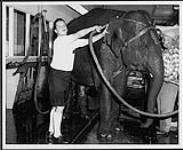 An unidentified man washing an elephant [entre 1963-1969].