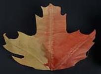 Life size maple leaf vers 1950-1951.