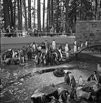 Stanley Park Zoo, Vancouver B.C. [penguins] 1960.