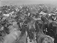 In this corral hundreds of horses are sorted. Stallions and brood mares are not shipped abroad septembre 1955.