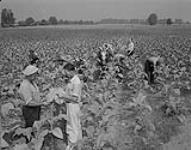 Hommes au travail dans un champ de tabac 1947