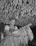 Bert Murray inspecting a rack of tobacco 1947