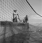 Roy Cockburn and son Bill (left) use gaff to haul in lake sturgeon, Lake Nipissing 1951.