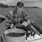 Roy Cockburn remplissant des bocaux de caviar 1951