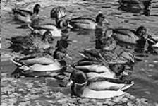Canards se reposant au lac sanctuaire de Jack Miner 1954
