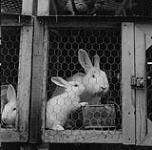 Two white rabbits 1955