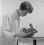 Test de grossesse mené sur une lapine 1955
